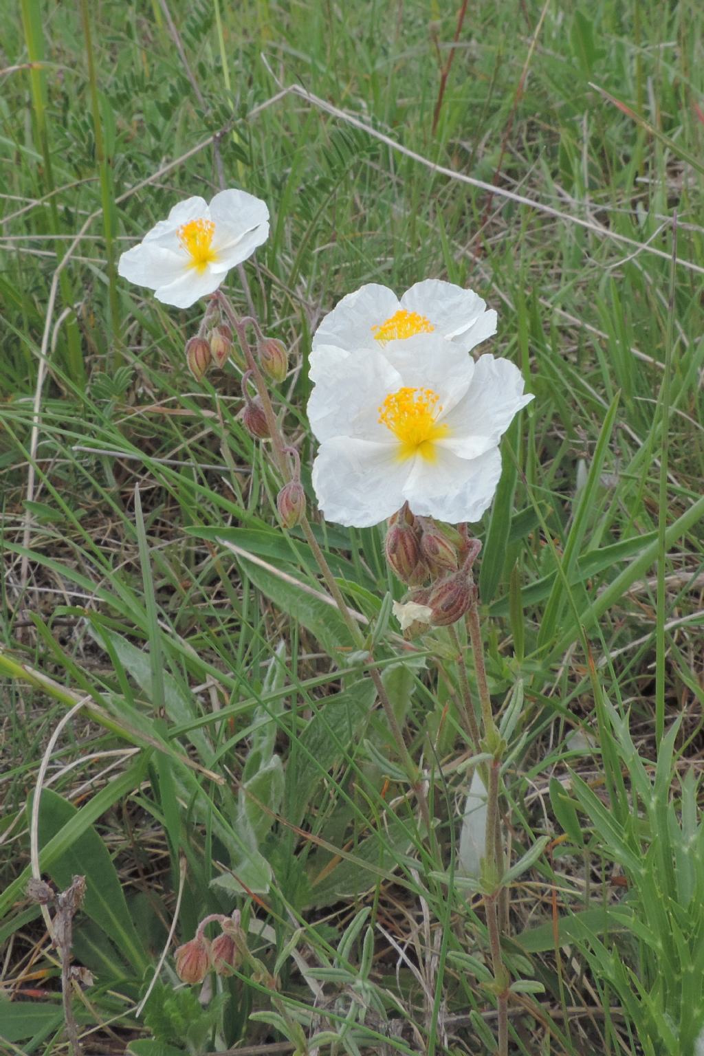 Helianthemum apenninum
